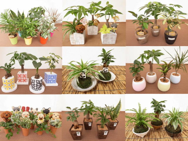 インテリアとしても使えるモダンでオシャレなミニ観葉植物仕様 ジャパンアート モダンミニ観葉植物